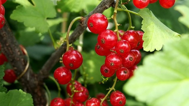 Bunches of red currants on the branch