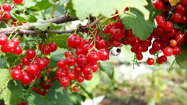 Ripe red currant berries on a bush