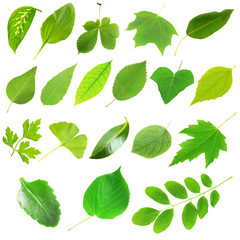 Collage of different leaves isolated on white