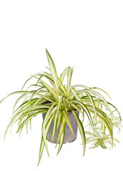 House Plant