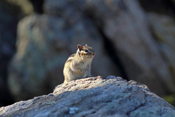 Chipmunk