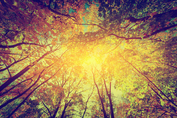 Autumn, fall trees. Sun shining through colorful leaves. Vintage
