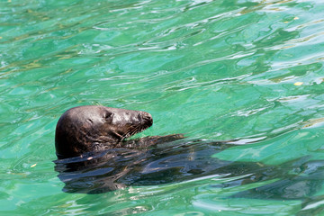 Obraz premium Seal in the water