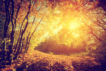 Naklejka na ściany i meble Autumn, fall landscape. Sun shining through red leaves. Vintage