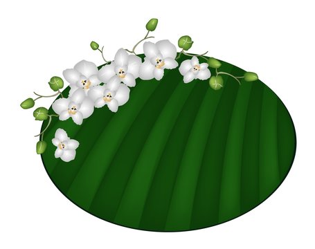 white orchids on green leaf background clip art preview