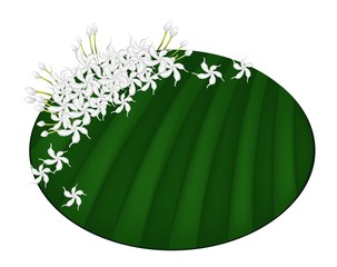 Fresh Cape Jasmine on Green Banana Leaf