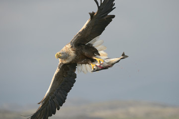 White-tailed Eagle with catch.