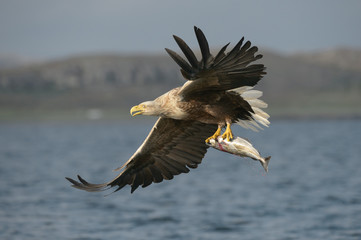 White-tailed Eagle with catch.