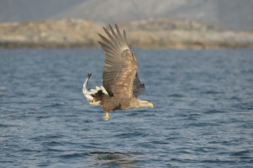 White-tailed Eagle with catch.