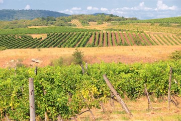 Fototapeta na wymiar Hungary countryside - Tokaj grapevine fields