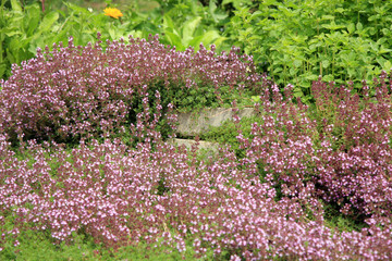 Obraz premium Breckland thyme, wild thyme