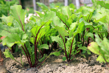 Young beetroots in vegetable intercropping cultivation.