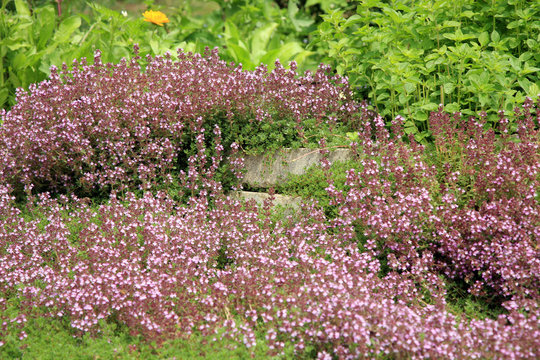 Breckland thyme, wild thyme