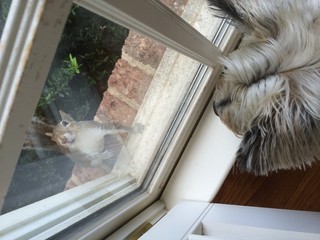 Dog watches squirrel from windiw © clsdesign