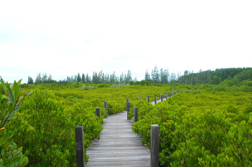 Fototapeta na wymiar mangrove thailand