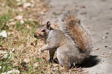 Bright eyed grey squirrel