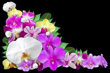 Set of Orchid Flower Background