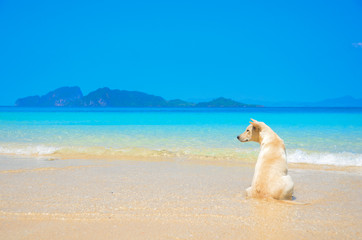 a dog waiting on the beach