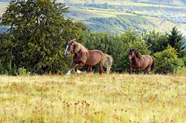 Horse on a background of mountain