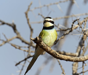 european bee-eater