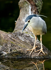 Black-crowned night heron