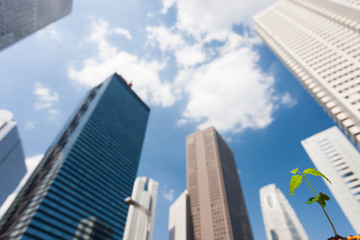 Obraz premium 高層ビル街と芽生え