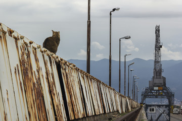 Chat sur les docks