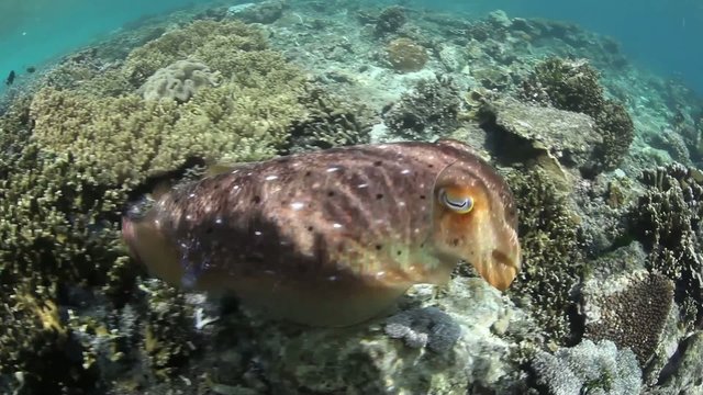Broadclub Cuttlefish