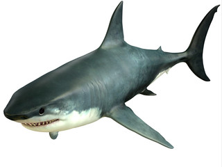 Naklejka premium Great White Shark Upper