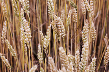 wheat field - fresh crop of wheat