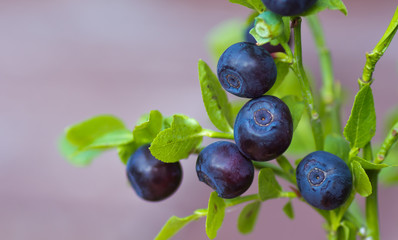 Sprig with fresh ripe blueberries in summer.