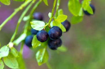 Sprig with fresh ripe blueberries in summer.