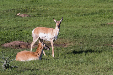 Prong horn antelope