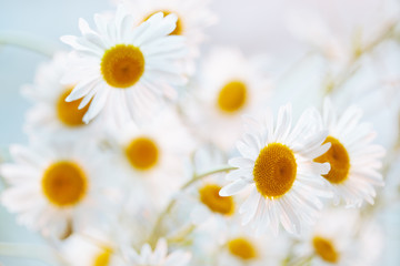 Obraz premium Camomile flowers