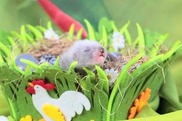 Ferret baby in the nest of hay