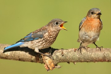Eastern Bluebirds (Sialia sialis)