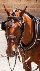 Brown horse with blinders and harness.