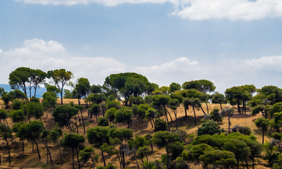 Fototapeta na wymiar Sparse trees on dry hill against cloudy sky.