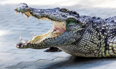 Photo sur Aluminium Crocodile crocodile 