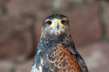 Buse variable de la famille des  Accipitridae buteo