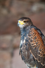 Buse variable de la famille des  Accipitridae buteo