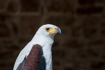 Pygargue Vocifère de la famille des accipitridae