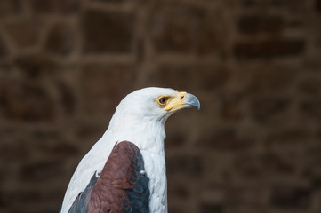 Pygargue Vocifère de la famille des accipitridae