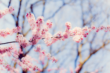 Sakura flowers.