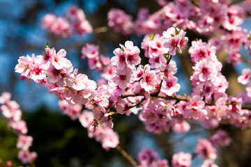 Fototapeta premium Sakura kwiaty.
