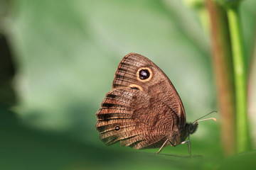 Pearly Eye Butterfly