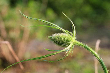 Teasel