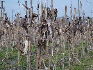 dry corn field with plant viewed © judik