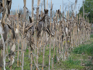 dry corn field with plant viewed 2 © judik