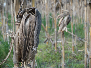 dry corn field with plant viewed close up © judik